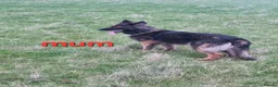 German Shepherd dogs for sale: beautiful German shepherd puppies in Halifax - Advert 5