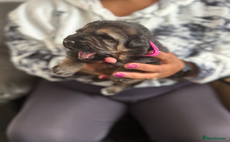 German Shepherd dogs - Advert 14