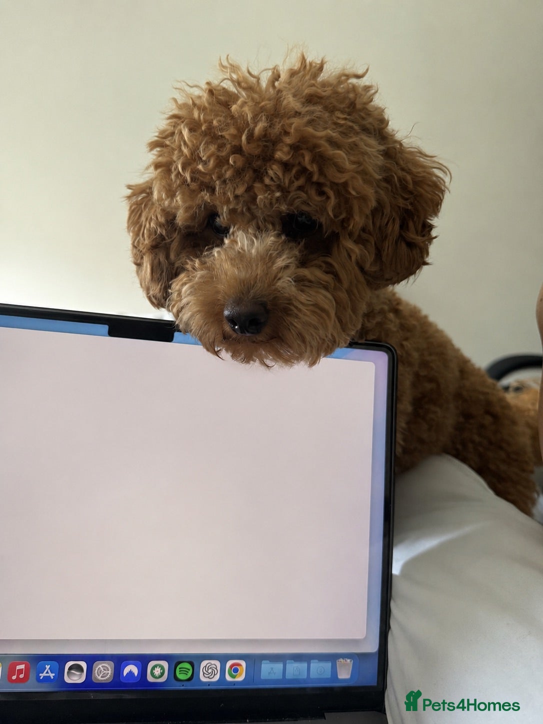 Toy Poodle dogs Loving Female Toy Poodle Seeking Her Forever Home - Advert 6