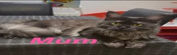 Maine Coon cats for sale: GCCF Female Blue Ticked Tabby Maine Coon Kitten - Advert 2