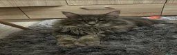 Maine Coon cats for stud: Maine coon for stud  - Advert 3