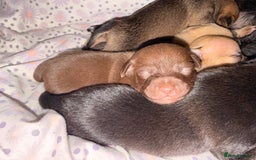 Mixed Breed dogs for sale: 6 jackmix puppies ready end of December  - Advert 8