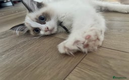 Ragdoll cats for sale: Beautiful Pedigree Ragdolls THREE LEFT  - Image 11