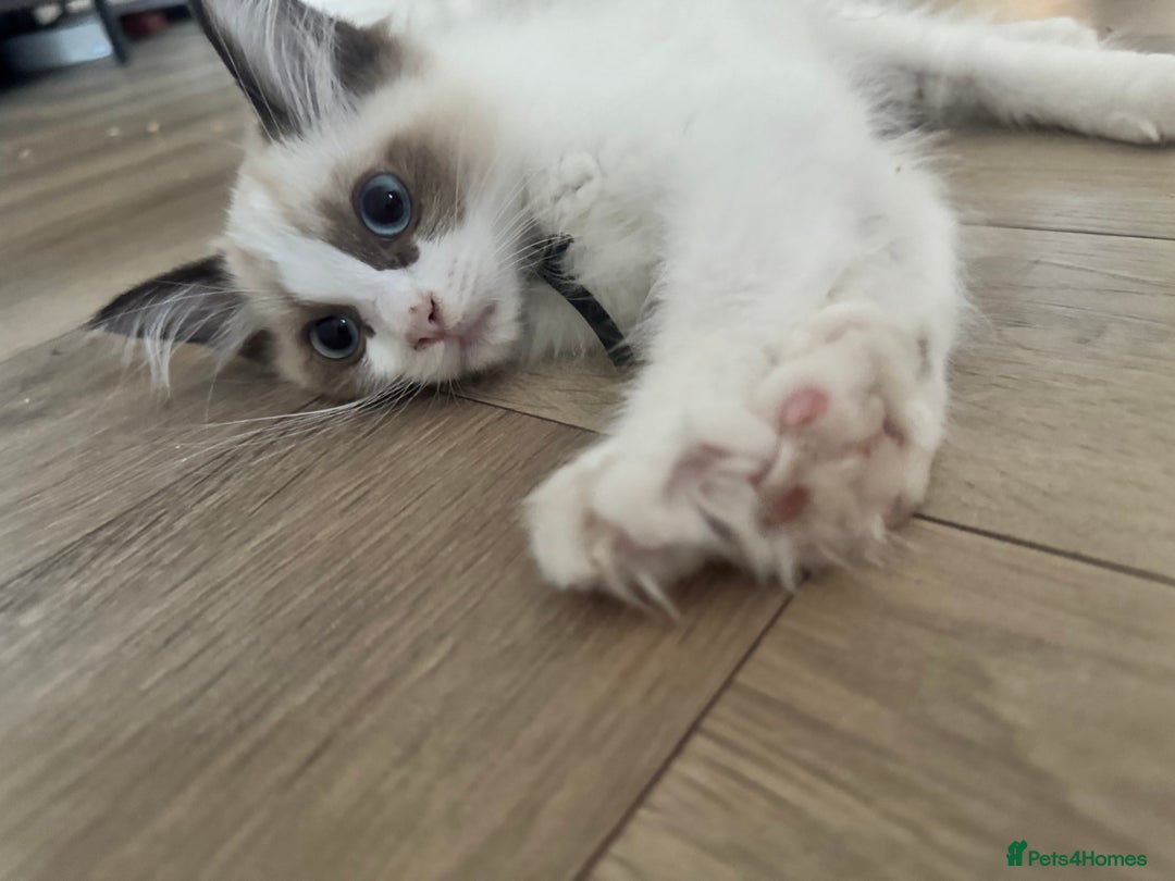 Ragdoll cats for sale: Beautiful Pedigree Ragdolls THREE LEFT  - Image 11