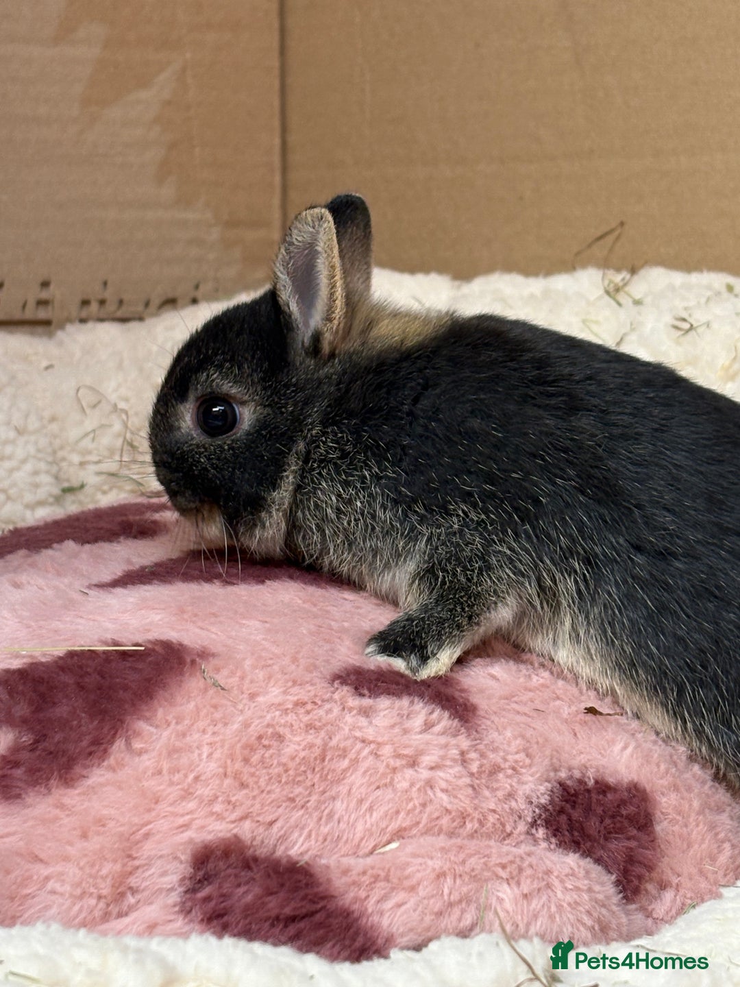 Netherland Dwarf rabbits for sale: Pure breed netherland dwarf (vaccinated)  - Advert 5