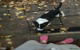 Mixed Breed dogs for sale: Mixed breed  - Image 3