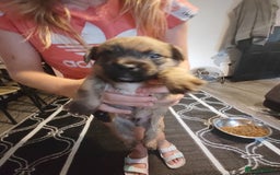 Mixed Breed dogs for sale: Beautiful chorkie mix pups  - Image 2