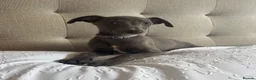 Whippet dogs for sale: Beautiful KC Registered Whippets  - Advert 3