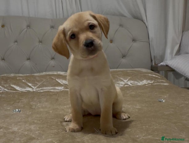 Labrador Retriever dogs - Advert 2