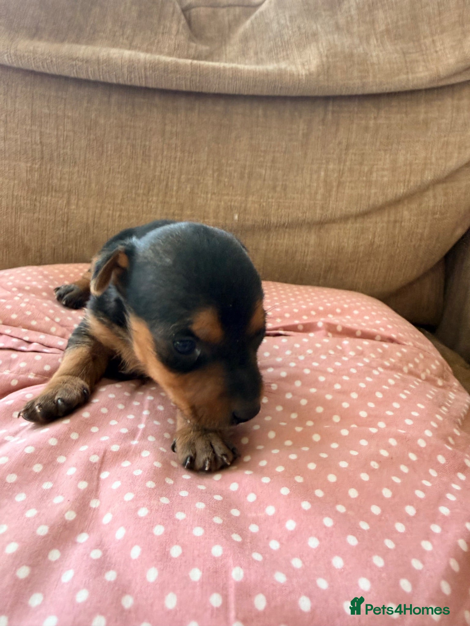 Jack Russell dogs Stunning Jack Russell pups  - Advert 2