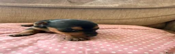 Jack Russell dogs for sale: Stunning Jack Russell pups  - Advert 2