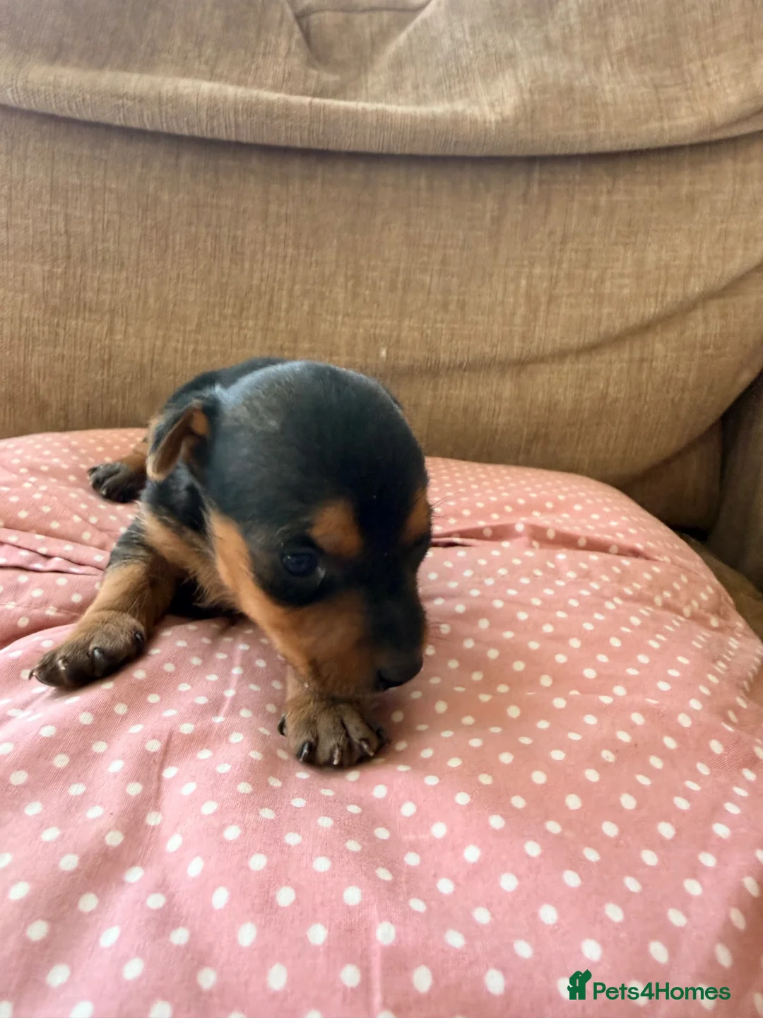 Jack Russell dogs for sale: Stunning Jack Russell pups  - Advert 2