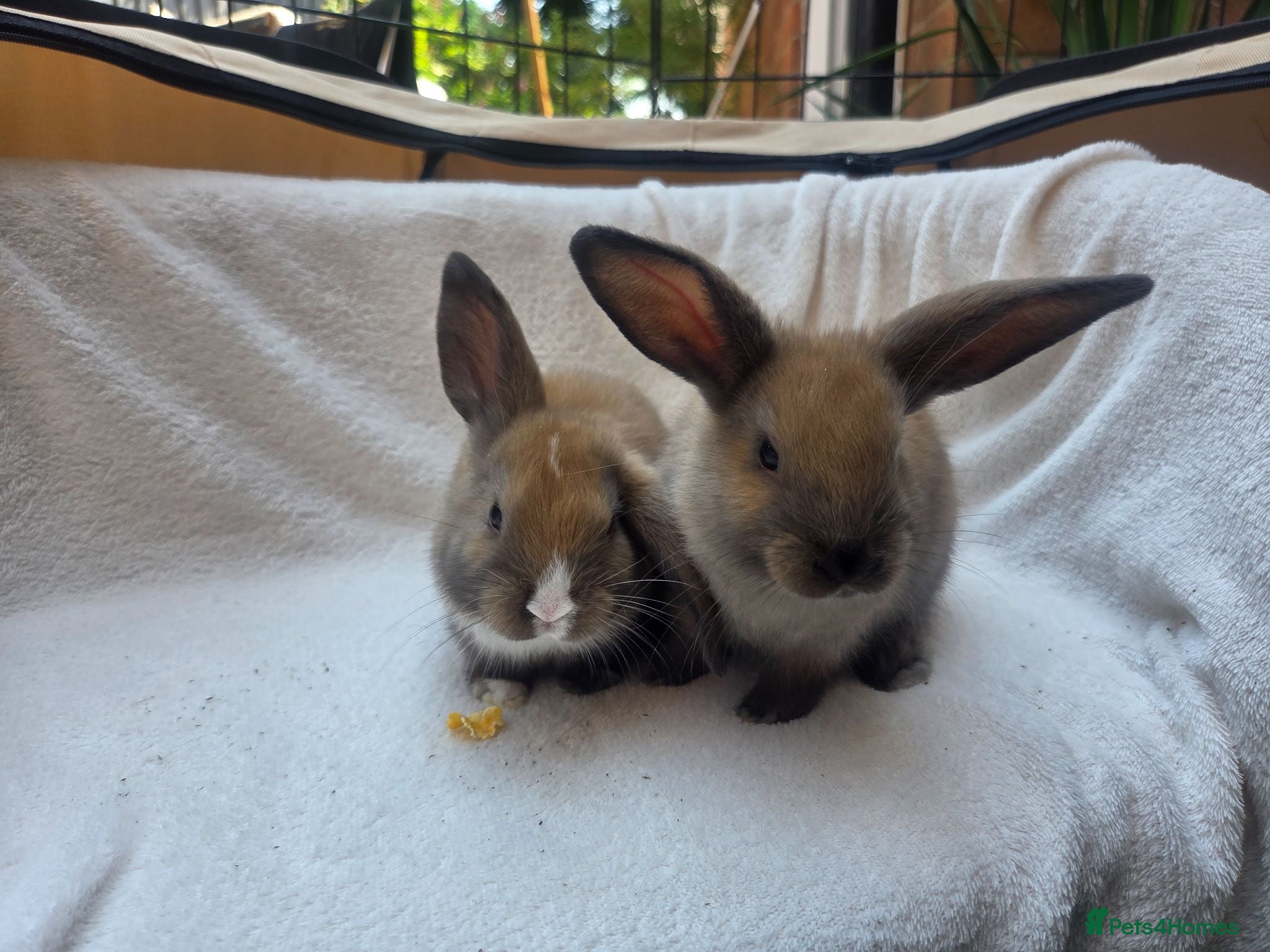 Mixed Breed rabbits 2 Boy Rabbits - Advert 1