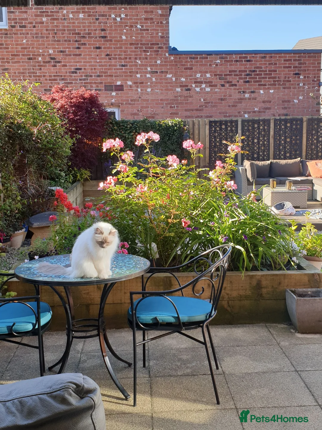 Birman cats for sale: Lilac point female speyed birman - Advert 3