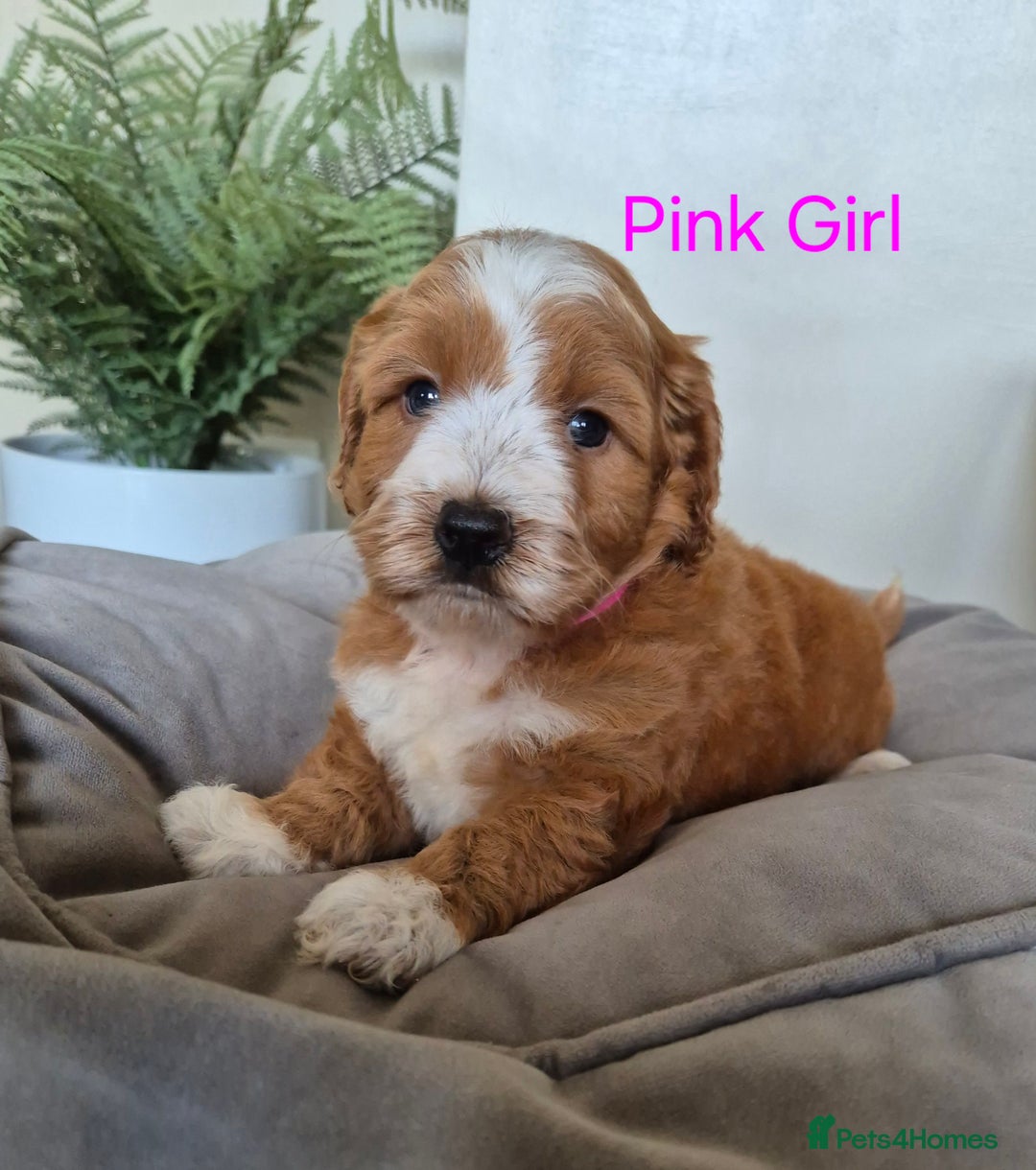 Cockapoo dogs for sale: QUALITY F1 COCKAPOOS - Image 10