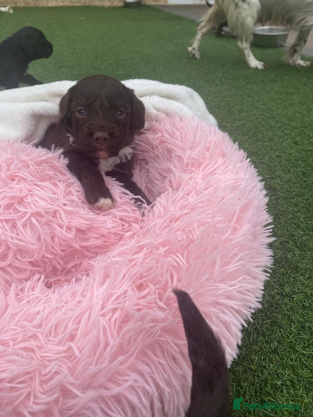 Cockapoo dogs for sale: Cockpoo  - Advert 1