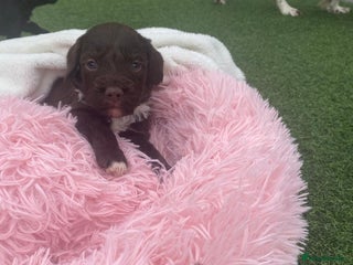 Cockapoo dogs Cockpoo - Advert 5