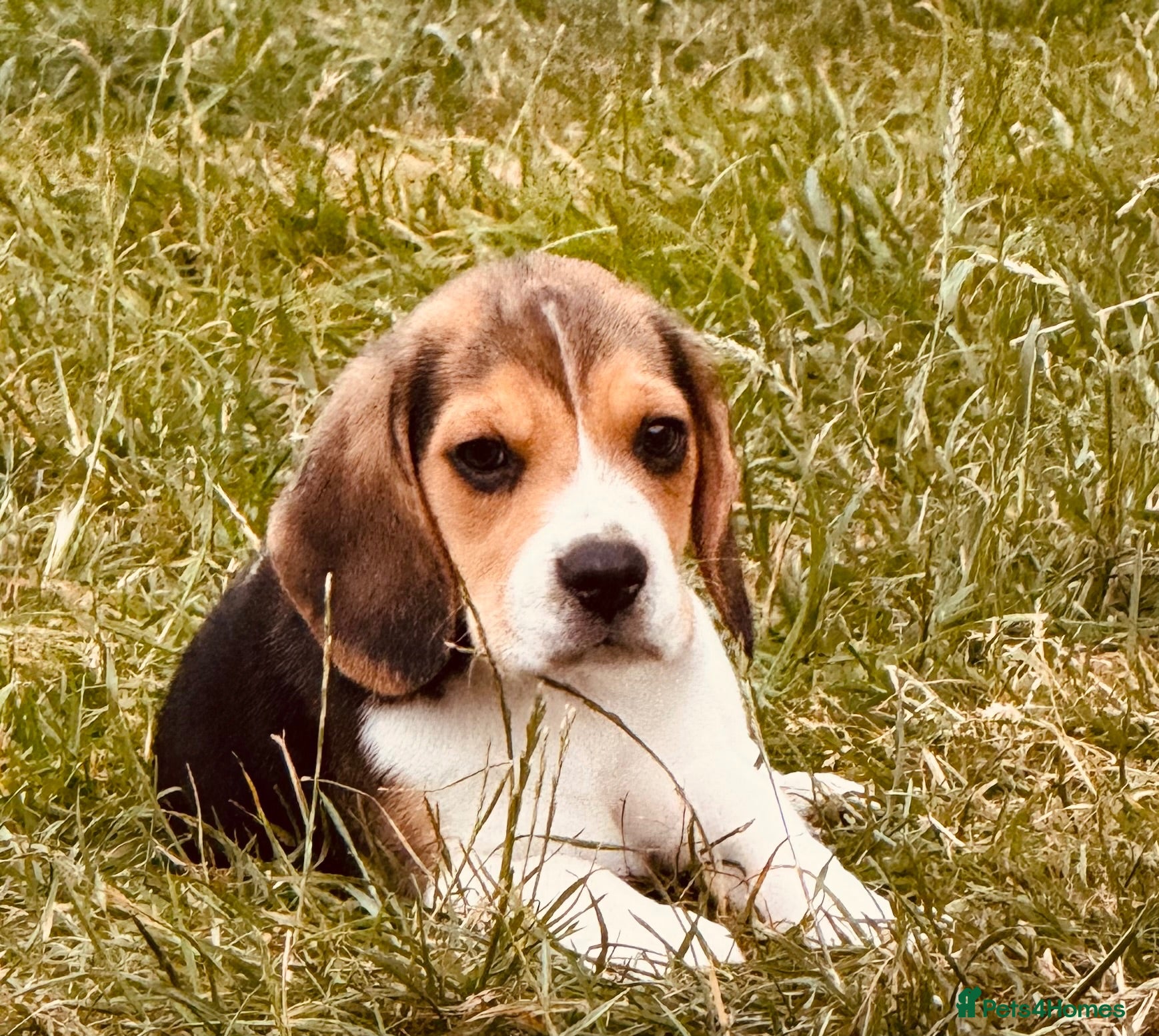 Beagle dogs 🐶⭐️Gorgeous male Beagle puppy ⭐️🐶 - Advert 2