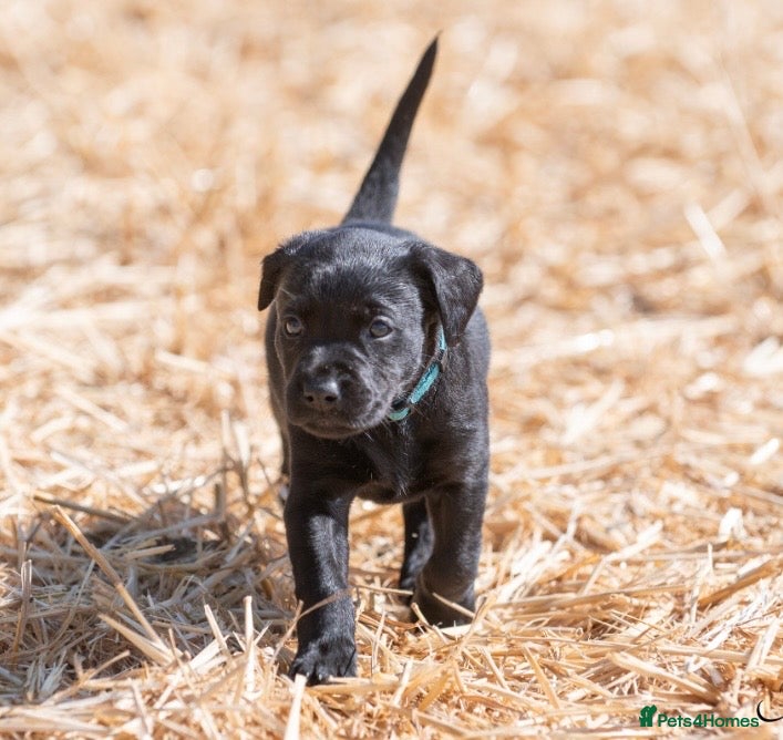 Labrador Retriever dogs Beautiful Working Lab pups - Advert 2