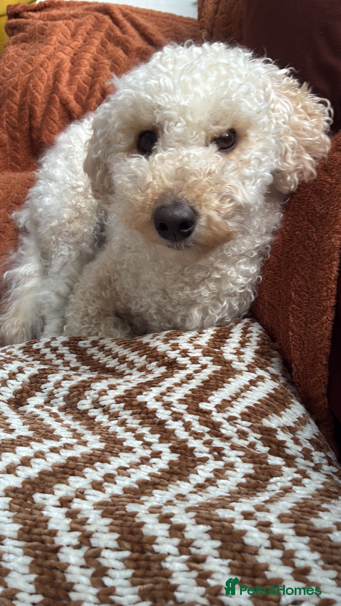 Poochon dogs Lovable Poodle Bichon (Poochon) - Advert 1