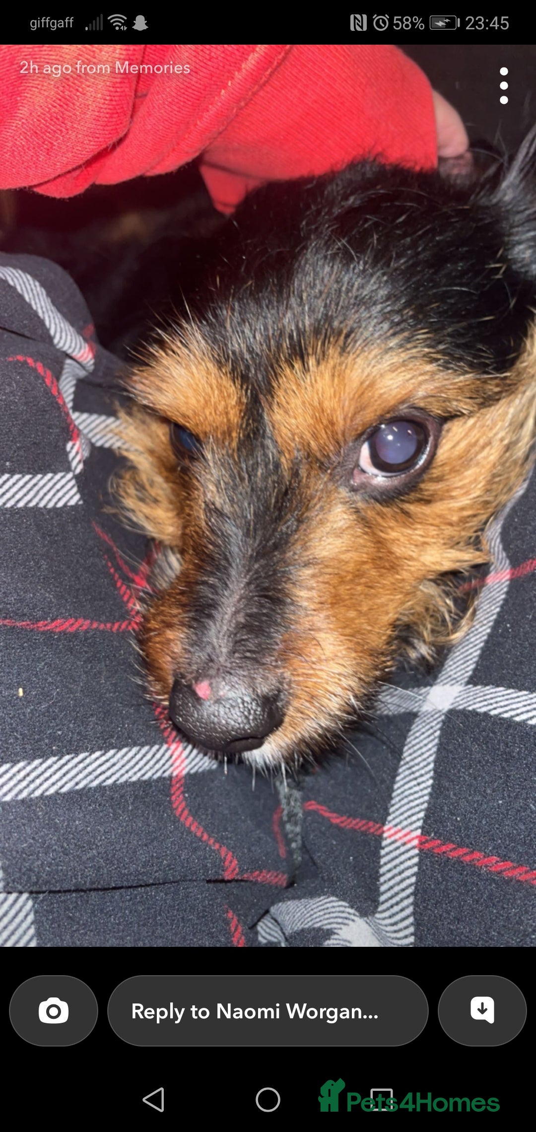 Mixed Breed dogs for sale: Need to rehome this dog - Advert 2