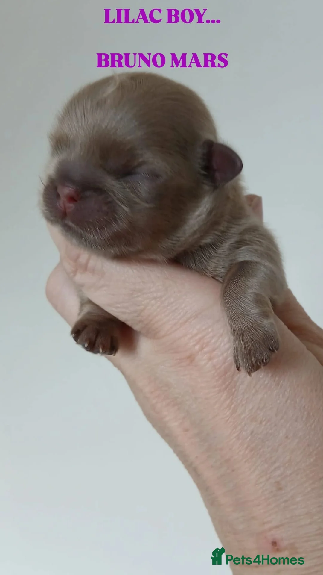 Shih Tzu dogs for sale: 💜 🌈 KC IMPERIAL LITTER BEST LINES 💜 - Advert 8