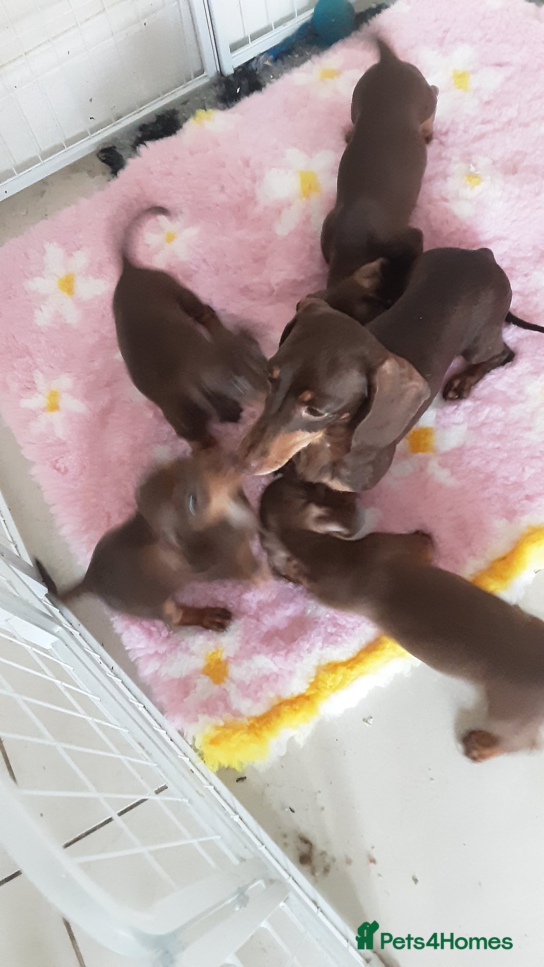 Miniature Dachshund dogs for sale: KC CHOCOLATE & TAN MINI DASCH - Image 6