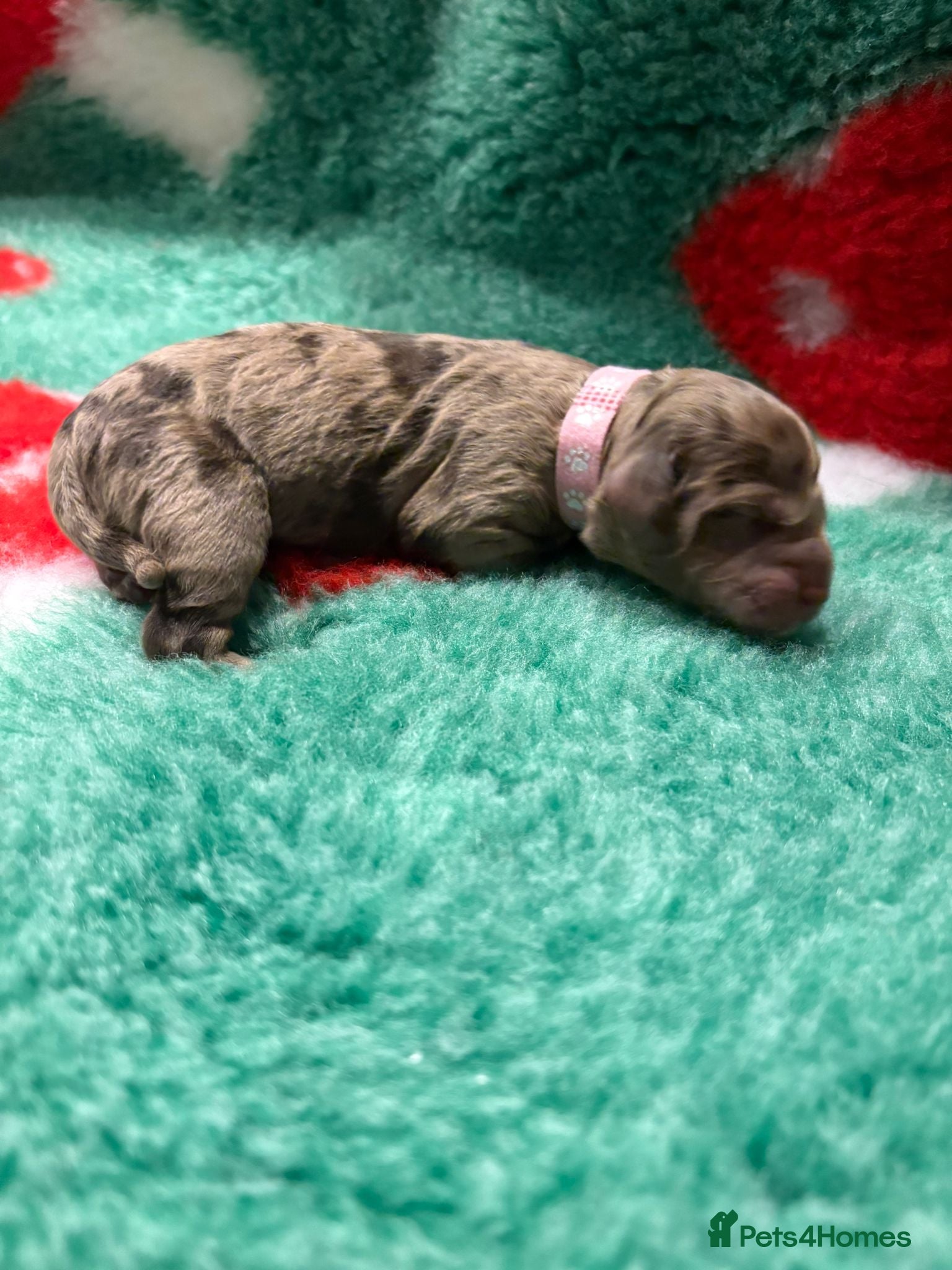 Cockapoo dogs for sale: STUNNING F1 COCKAPOOS  - Advert 14