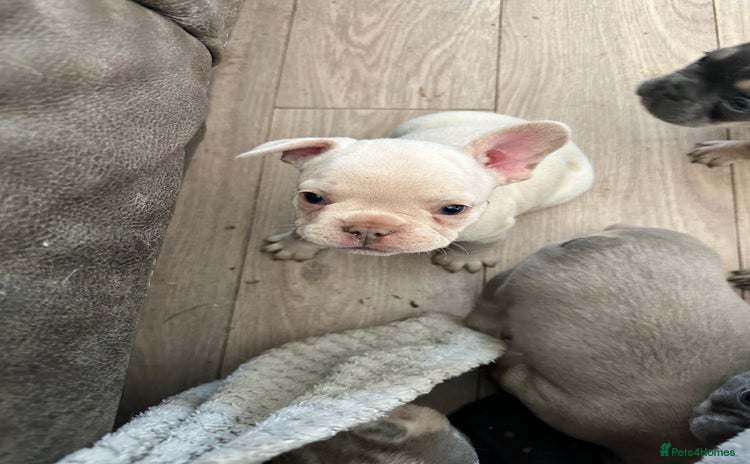French Bulldog dogs - Advert 1