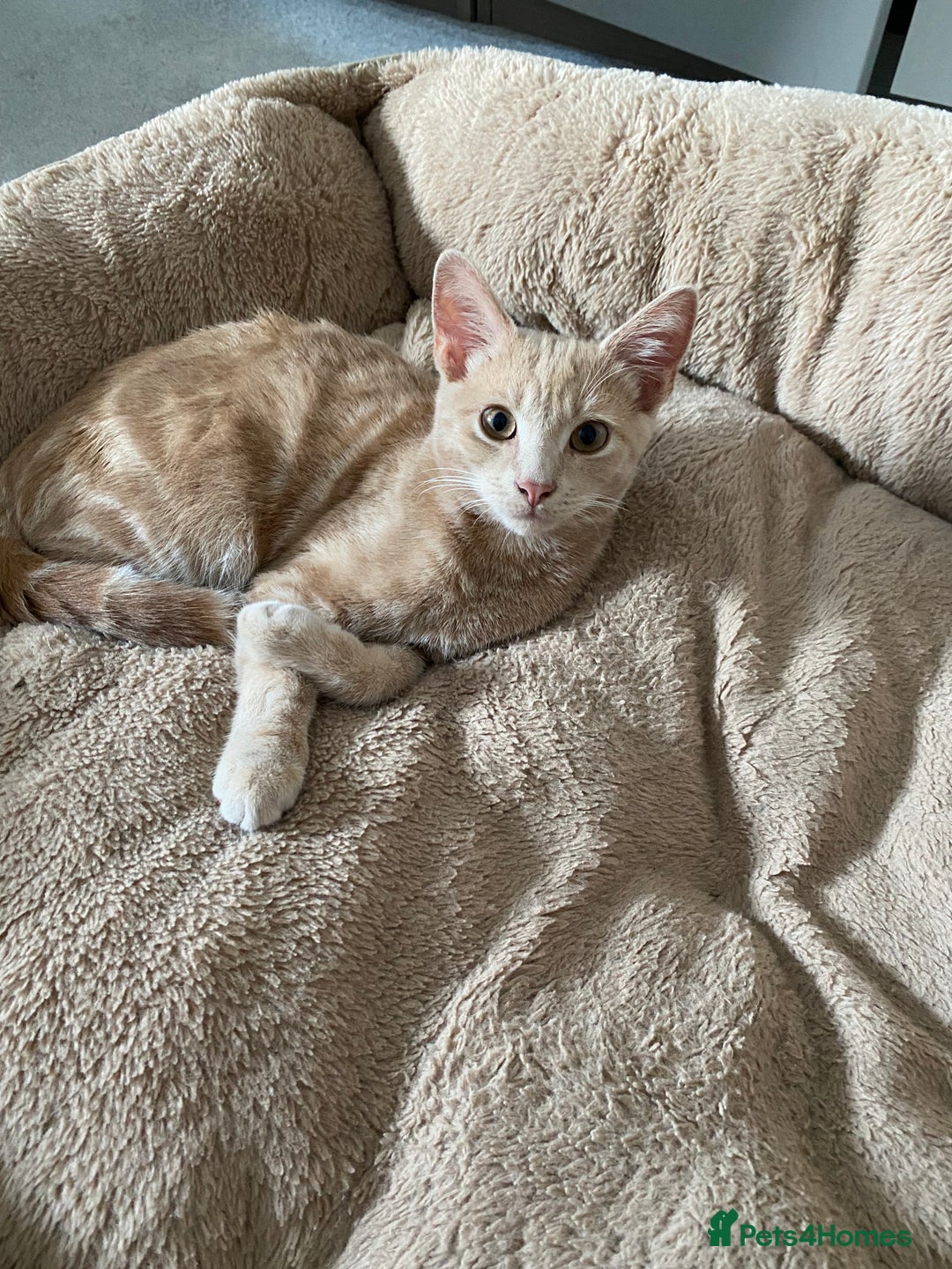 American Shorthair cats for sale: Very friendly ginger kitten  - Image 2