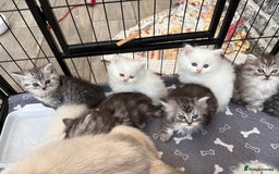 Persian cats for sale: Persian x kittens , 2 separate litters - Advert 26