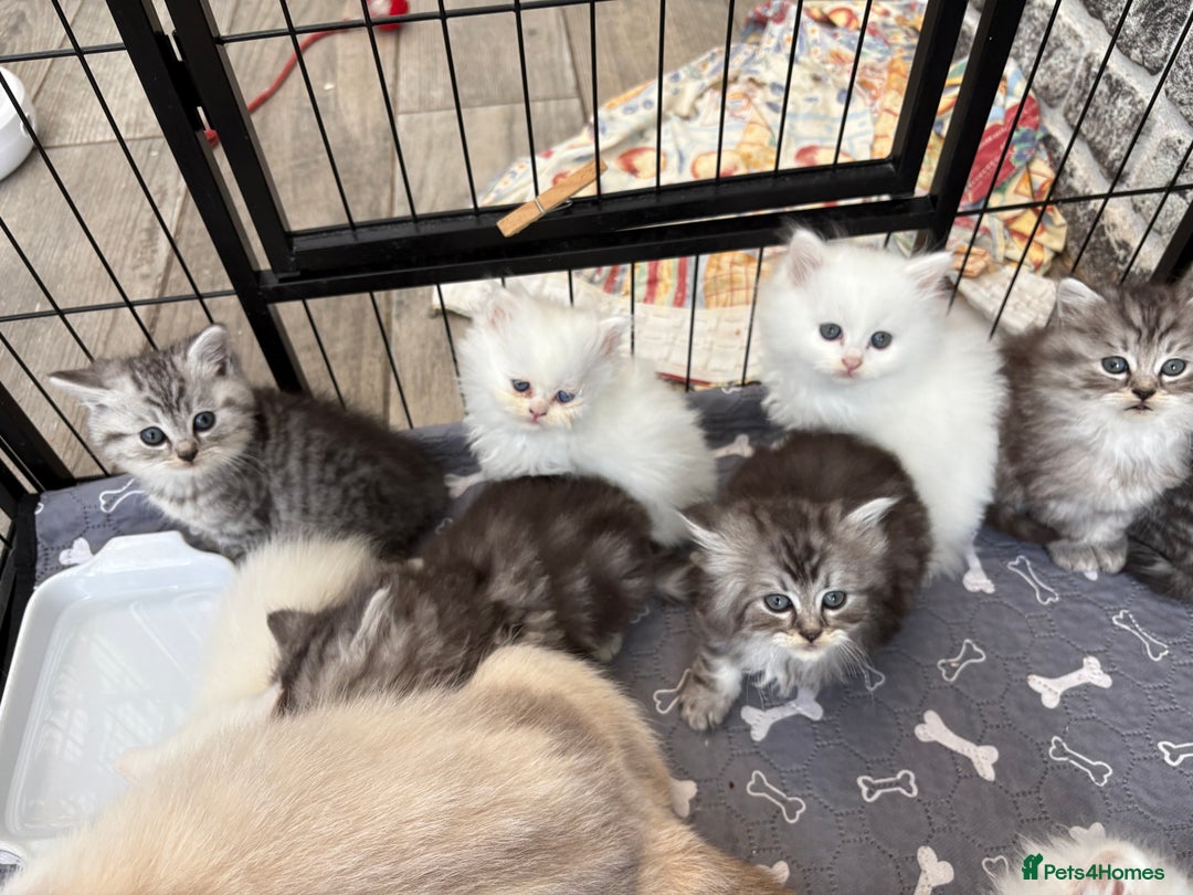 Persian cats for sale: Persian x kittens , 2 separate litters - Advert 26