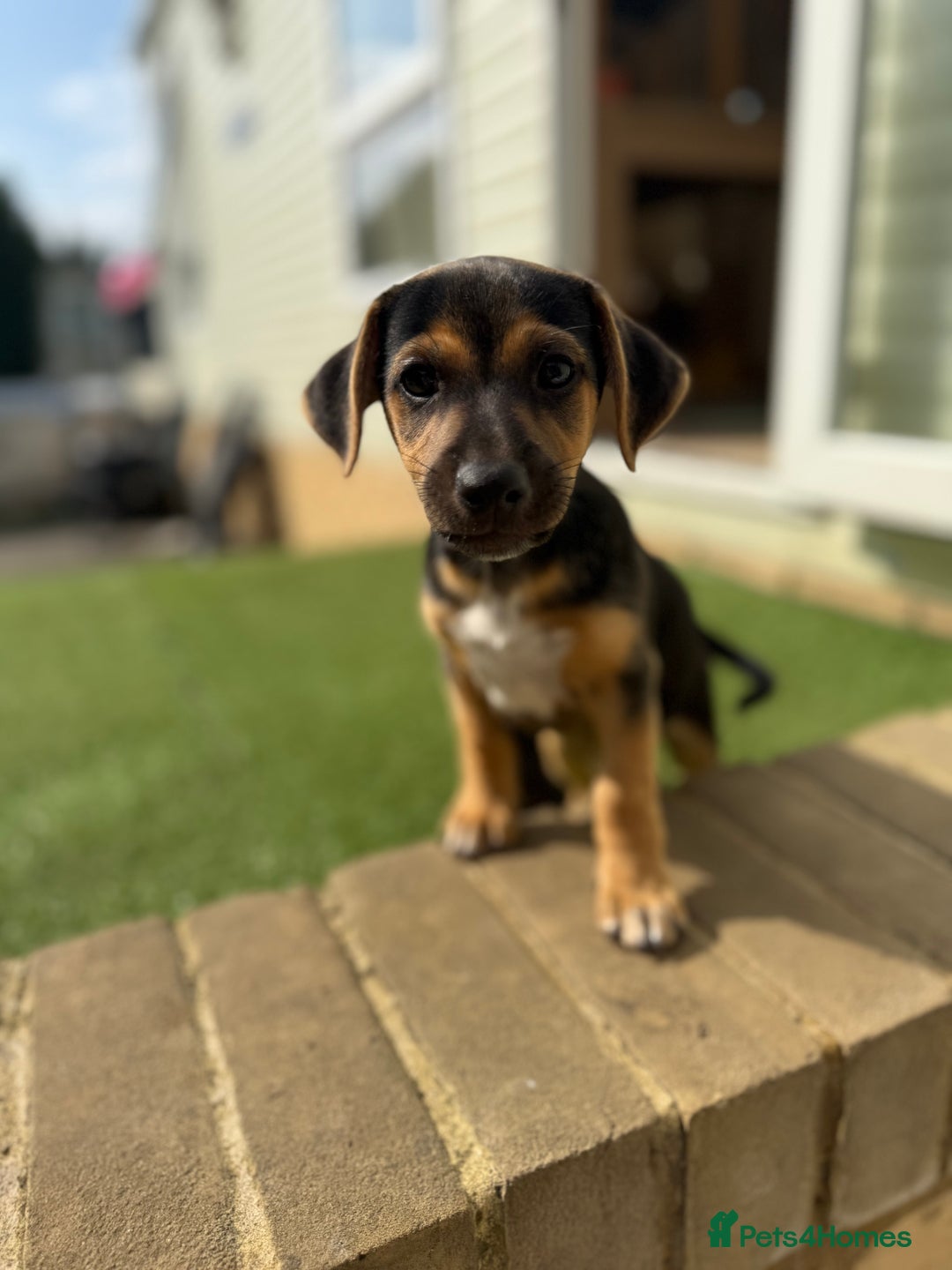 Jack Russell dogs for sale: 🐾Jack Russell Puppies🐾 - Image 24