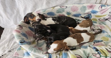 Dachshund dogs - Advert 5