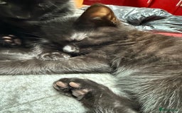 Mixed Breed cats for sale: Kittens  - Image 11
