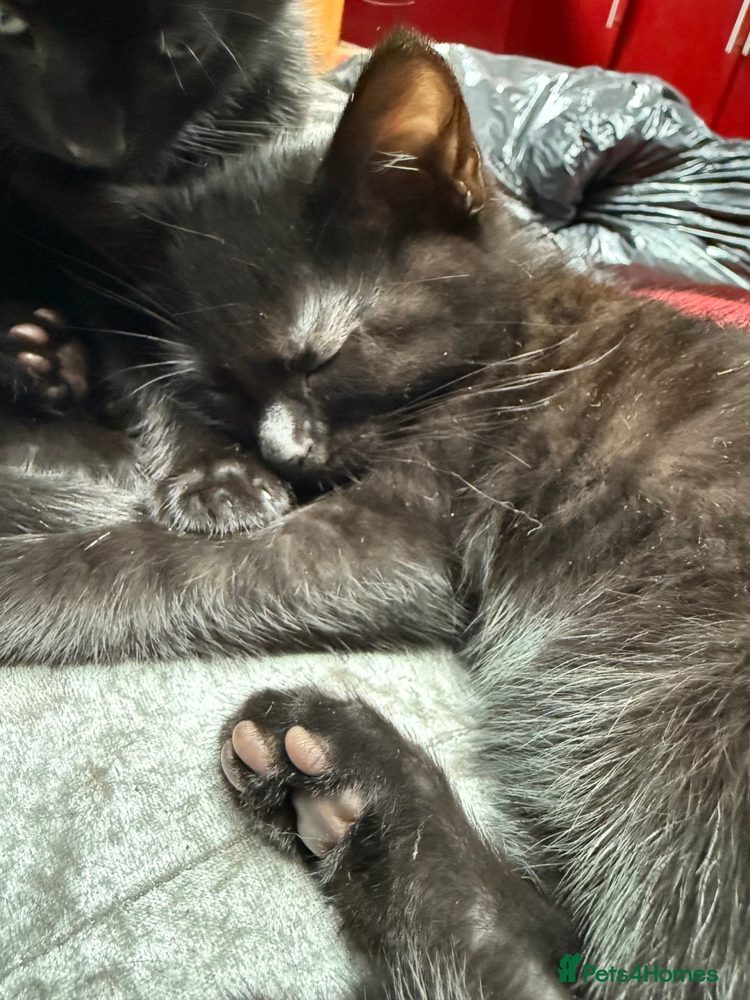 Mixed Breed cats for sale: Kittens  - Image 11