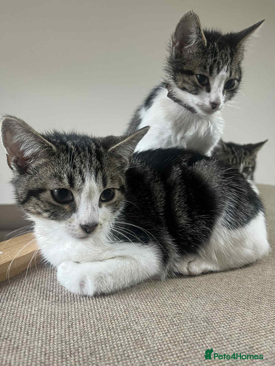 Mixed Breed cats for sale: 2 tabby kittens  - Image 9