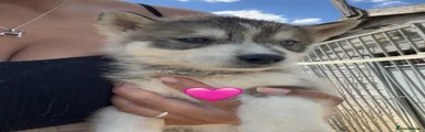 Miss Pink
