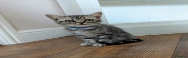 British Shorthair 2