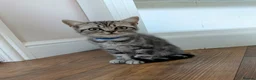 British Shorthair cats for sale: British Shorthair silver Tabby  KITTENS - Advert 10