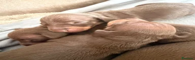 Dachshund 2