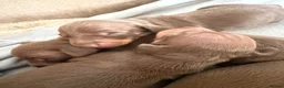 Dachshund dogs for sale: 5 beautiful pups in Pershore - Advert 6