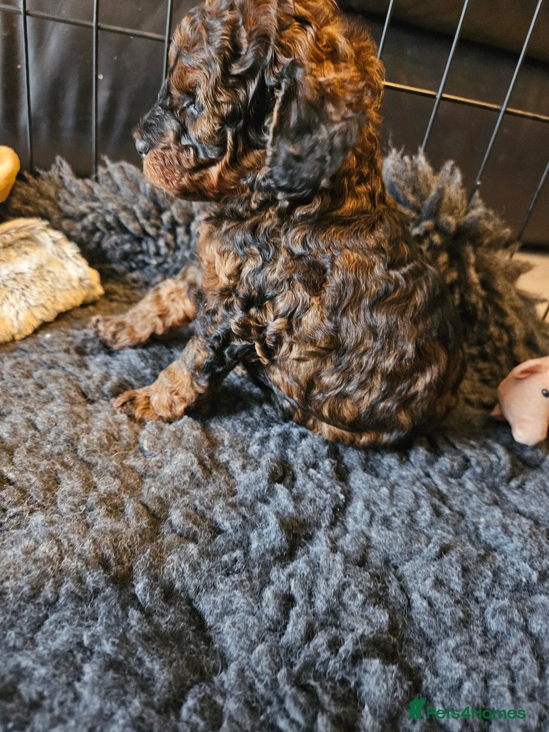 Miniature Poodle dogs for sale: Beautiful Health Tested Poodles - Advert 37