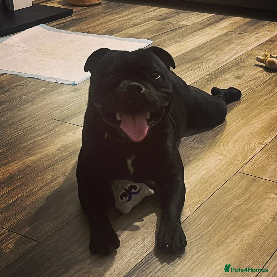 Staffordshire Bull Terrier dogs for stud: VALGLO TOP GUN -BLUE CARRIER in Dudley - Advert 9