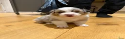 Australian Shepherd dogs for sale: Australian Shepherd Puppies - Advert 28