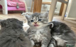 Maine Coon cats for sale: 3/4 maine coon kittens - Image 8