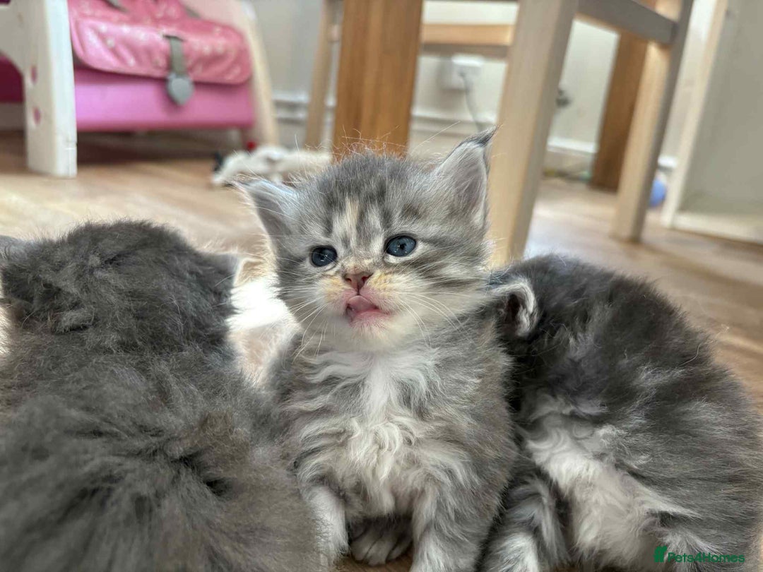 Maine Coon cats for sale: 3/4 maine coon kittens - Image 8