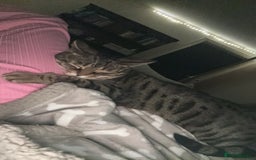 Mixed Breed cats for sale: Khaleesi, half bengal cat looking for a new home - Image 6