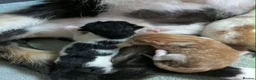 Mixed Breed cats for sale: 6 gorgeous mixed breed kittens - Advert 4