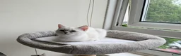 Scottish Fold cats for sale: Luxury Scottish folded NY12 ready to going.  - Advert 5